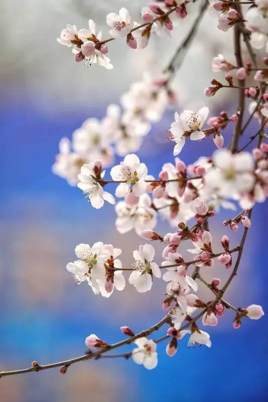 桃花季｜今天的沈阳，桃花开了，春风十里，挑一天走起……