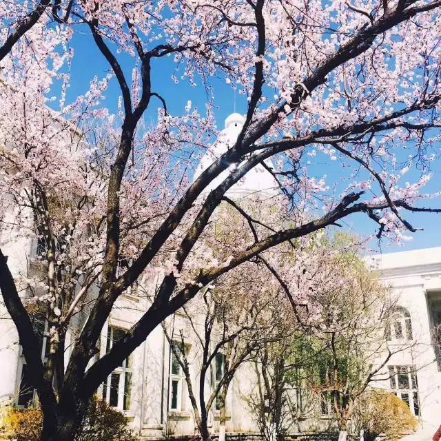 桃花季｜今天的沈阳，桃花开了，春风十里，挑一天走起……