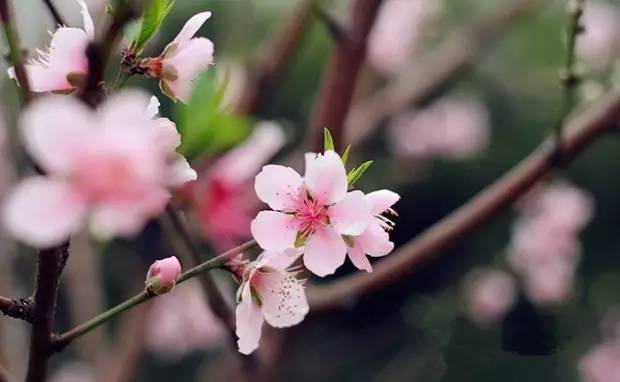 桃花季｜今天的沈阳，桃花开了，春风十里，挑一天走起……