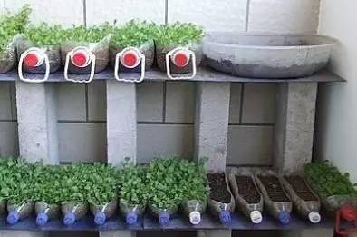 城市农夫阳台种菜,去城市阳台种菜教程