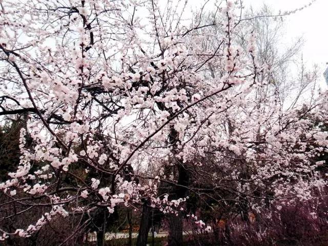 桃花季｜今天的沈阳，桃花开了，春风十里，挑一天走起……