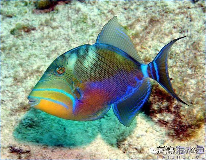 whatsapp显示版本过低,ph不超过1.8的原因