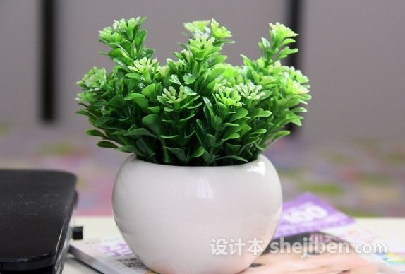 客厅摆放什么植物挡煞招财最好,客厅财位上放什么最招财