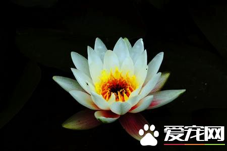 睡莲如何水培养殖方法,睡莲的水培方法睡莲能够全水养吗