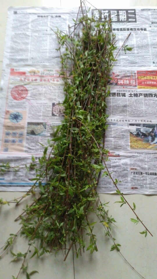 自制的柳树生根剂最多能用多久,新鲜的柳树枝能够做生根水吗