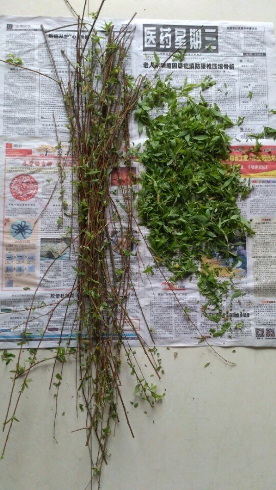 自制的柳树生根剂最多能用多久,新鲜的柳树枝能够做生根水吗