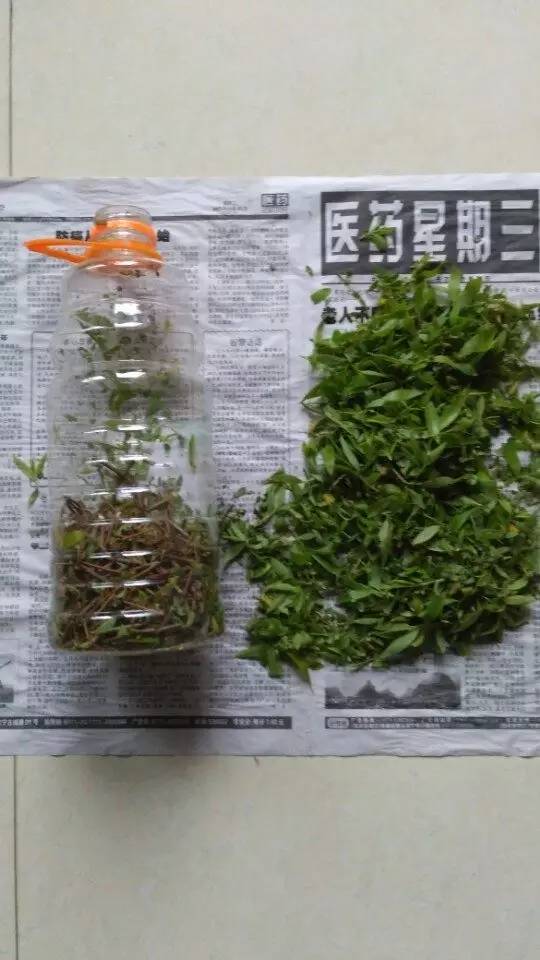 自制的柳树生根剂最多能用多久,新鲜的柳树枝能够做生根水吗