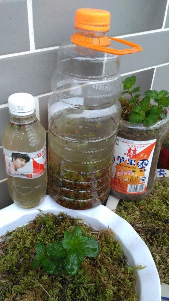 自制的柳树生根剂最多能用多久,新鲜的柳树枝能够做生根水吗