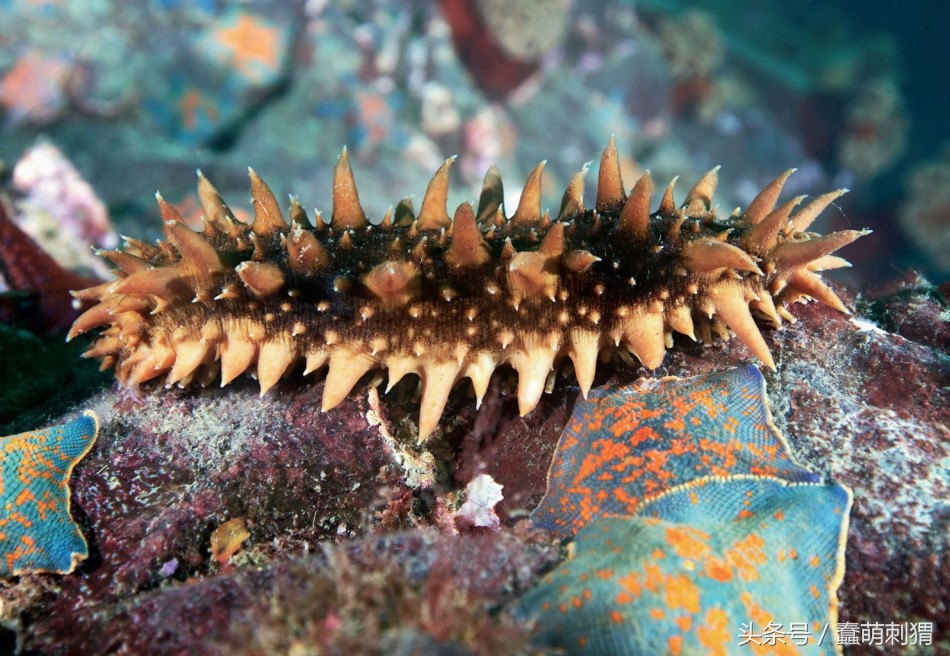 孕妇吃的感冒食品,孕妇生病合适吃什么食物