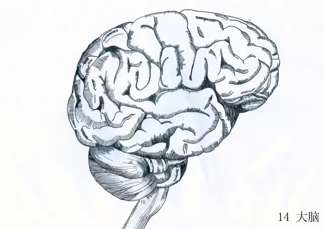 正所谓画骨画皮也画心,画皮画骨还画心