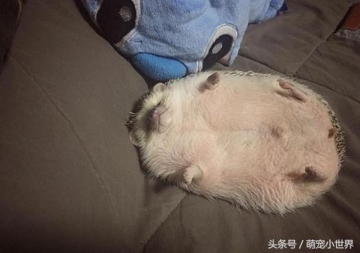 奶奶也有养刺猬？超肉感刺猬胖到跟小猪一样让人笑喷：到底吃多少