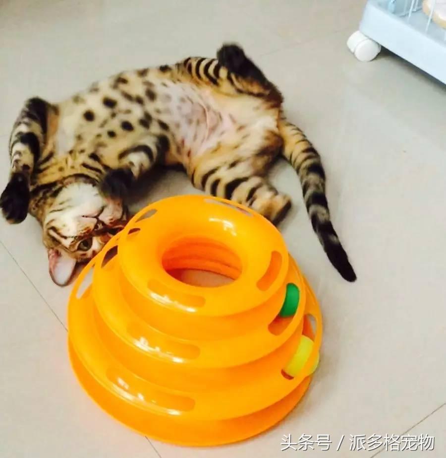 宠物肚皮上小秘密还挺多，当然手感也是一级棒！