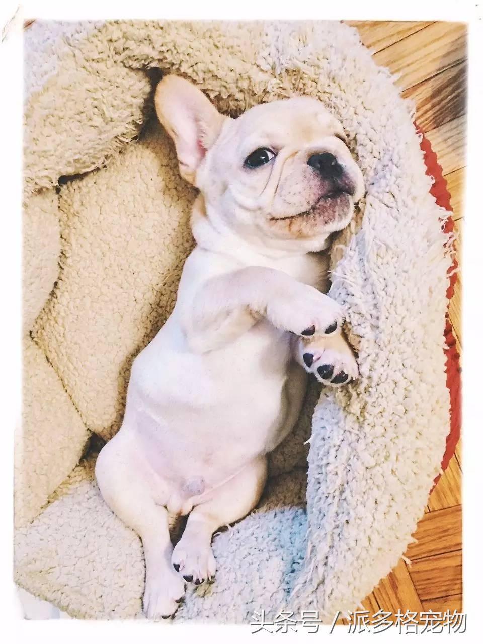 宠物肚皮上小秘密还挺多，当然手感也是一级棒！