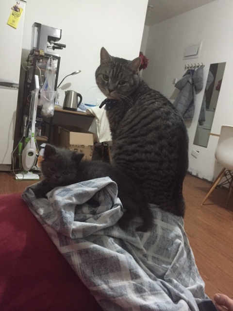 去猫舍买猫要多少钱,宠物市场买的蓝猫两个月能活吗