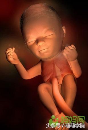 孕期1到40周胎儿发育全过程,胎儿发育40周全过程动态画