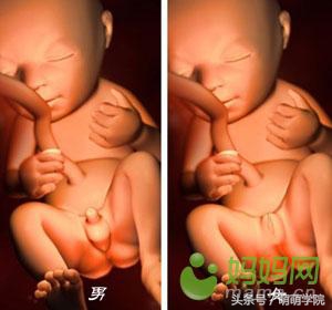 孕期1到40周胎儿发育全过程,胎儿发育40周全过程动态画