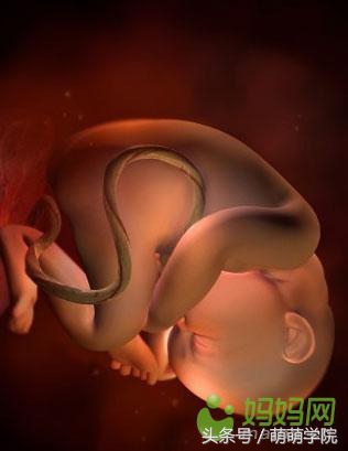 孕期1到40周胎儿发育全过程,胎儿发育40周全过程动态画