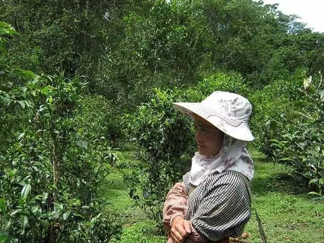 景迈茶爆款,景迈山滇红茶