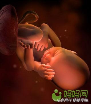 孕期1到40周胎儿发育全过程,胎儿发育40周全过程动态画