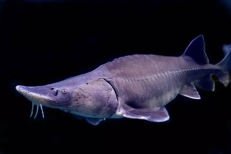 吃鲟鱼、泡温泉、赏美景、玩陶艺···完美周末就这么简单！