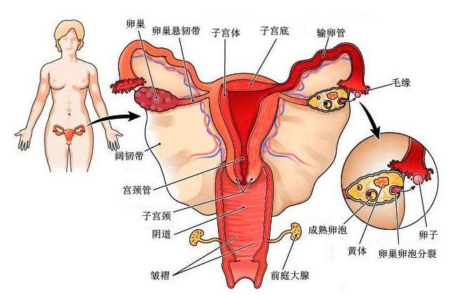 妇科炎症反反复复合适上哪种环,妇科炎症反反复复喝什么中药好