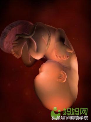 孕期1到40周胎儿发育全过程,胎儿发育40周全过程动态画