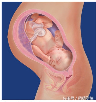 孕期1到40周胎儿发育全过程,胎儿发育40周全过程动态画