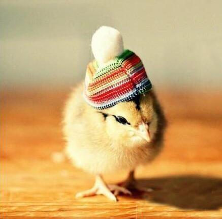 属鸡的人起名字禁忌用字,属鸡的名字忌讳用字有哪些