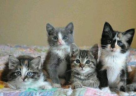 养猫的铲屎日记,养猫日记冻干猫粮