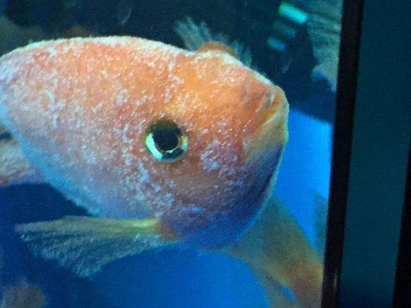 龙鱼炸鳞为什么引人不适,龙鱼炸鳞能不能多加盐