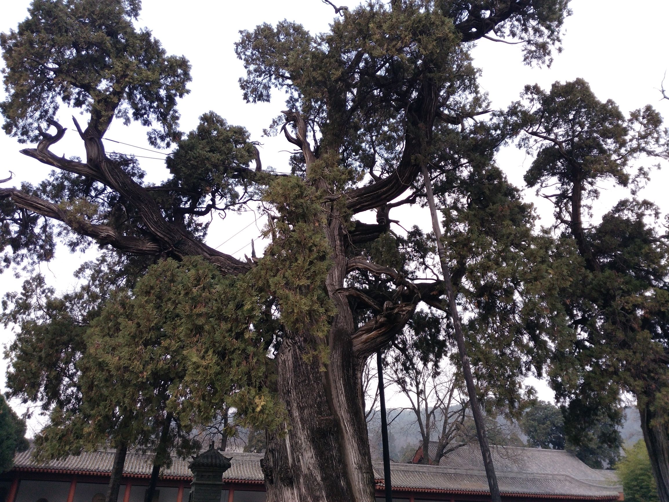 黄帝陵天下第一陵国务院古墓编号,黄帝陵天下第一陵图片