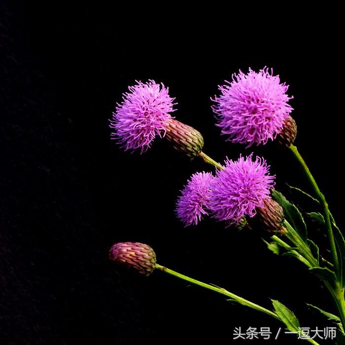 农村常见的粉红色野花,农村常见的8种野花