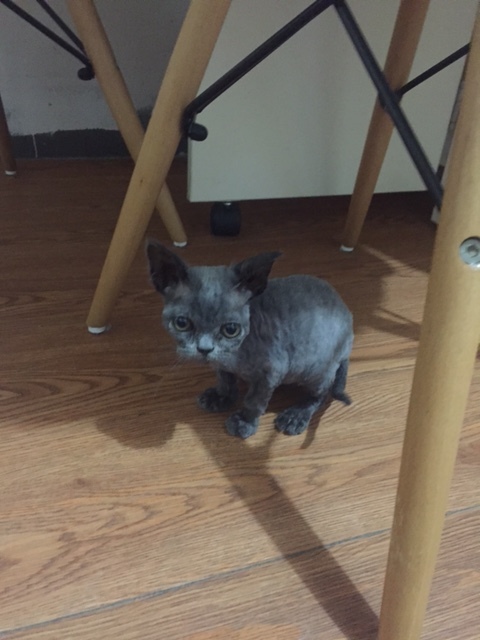 去猫舍买猫要多少钱,宠物市场买的蓝猫两个月能活吗