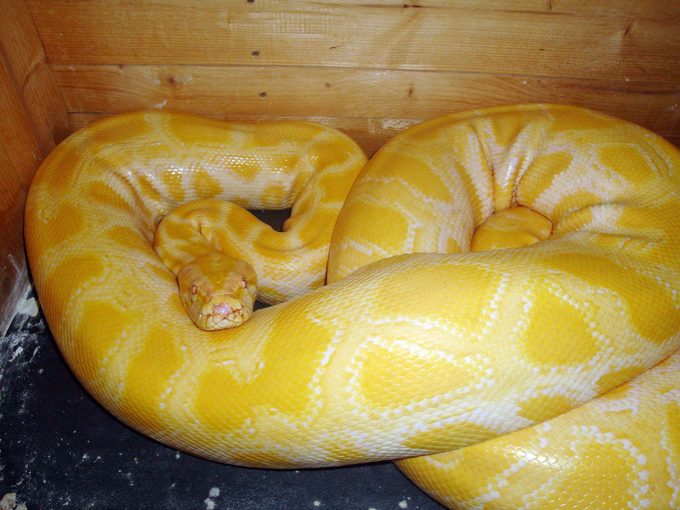 动物世界之澳洲巨蟒,动物世界之巨型蟒蛇