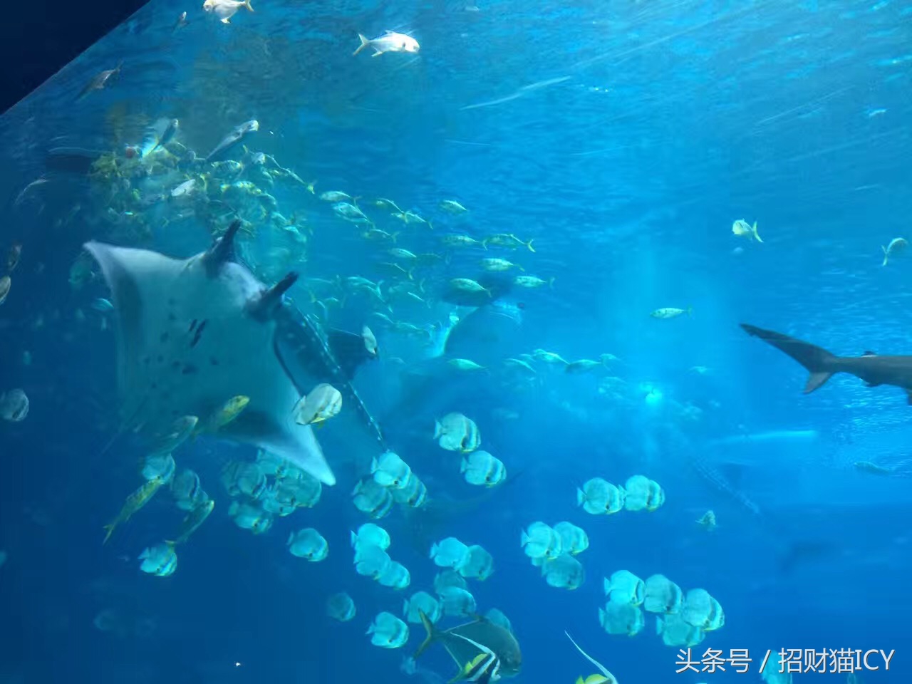 珠海长隆奇幻之旅,广州珠海长隆两天一夜攻略