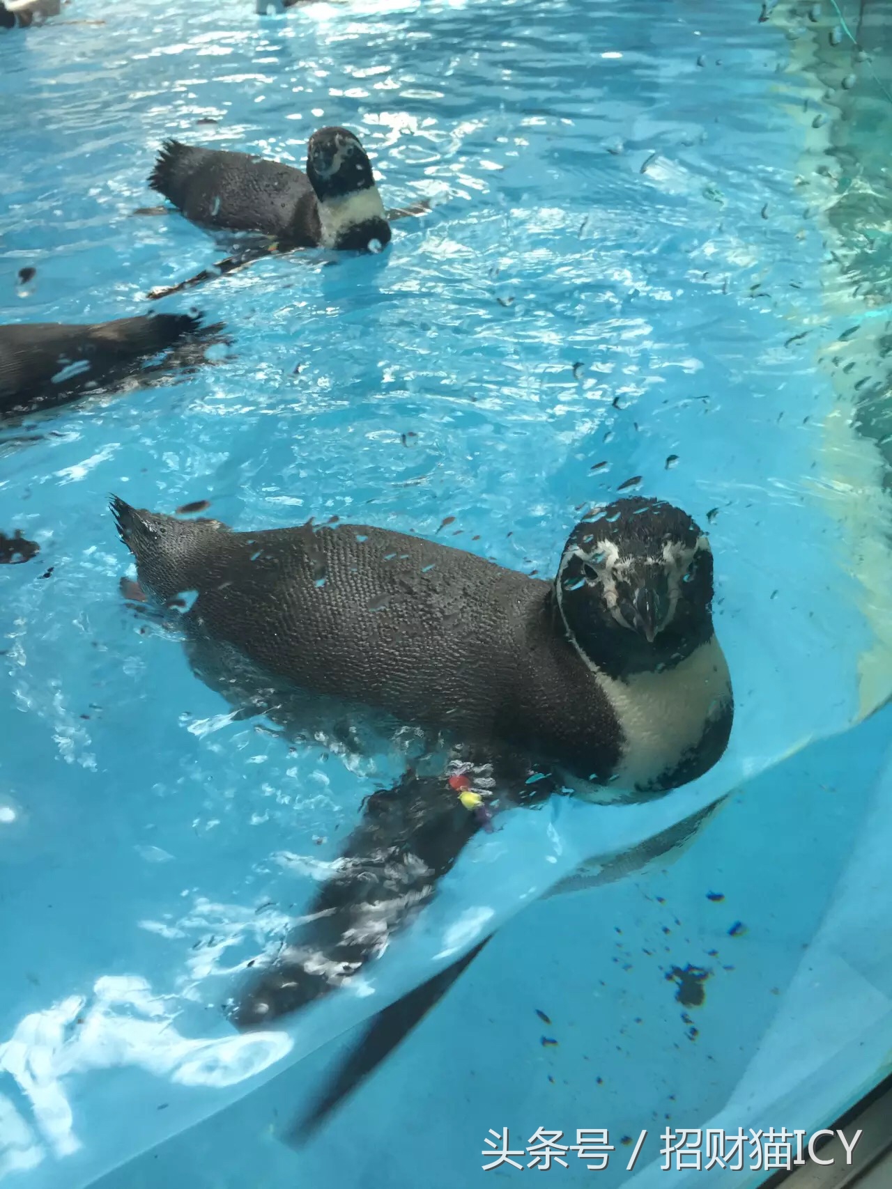 珠海长隆奇幻之旅,广州珠海长隆两天一夜攻略