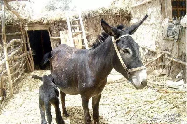 德州驴合适什么地方养殖,德州驴养殖业发展状况如何