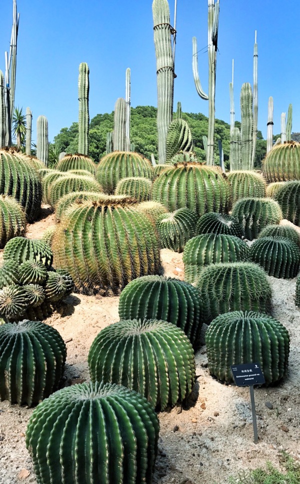 深圳有什么好玩的地方呢,深圳有什么好玩的地方合适小孩