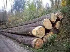 红松木材的密度和硬度对照表,100种木材硬度对照表榉木