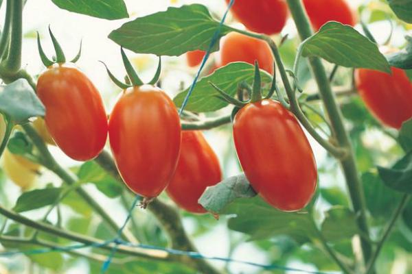 哪些水果能够起到保护眼睛的功能,吃什么水果对眼睛好能够恢复视力