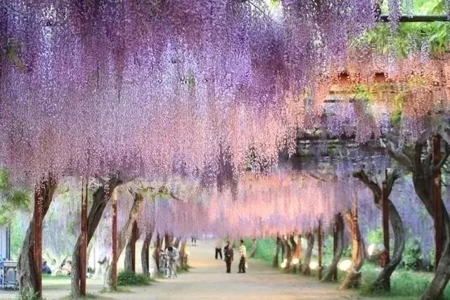 日本樱花之旅,来一场日本樱花之旅