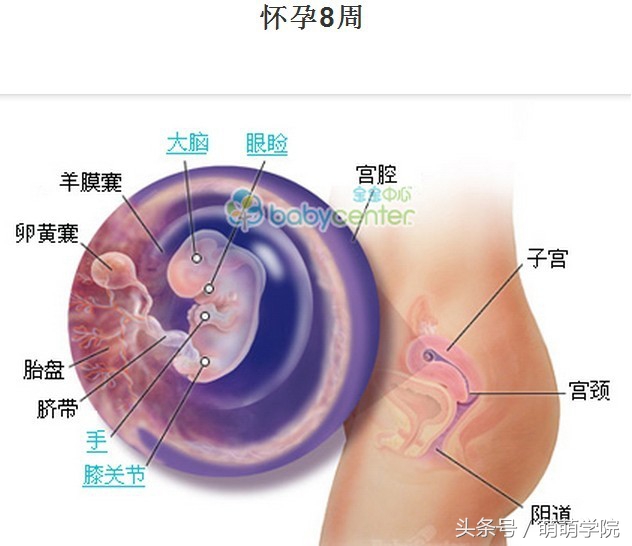 孕期1到40周胎儿发育全过程,胎儿发育40周全过程动态画