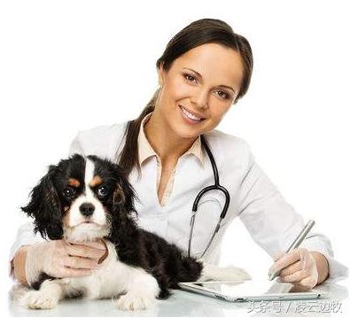 伴侣犬行为管理教程,宠物犬的寄生虫病及防治措施