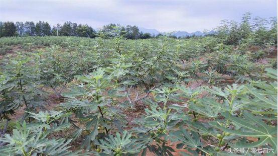 永州现真人开心农场-你还让人偷菜吗？