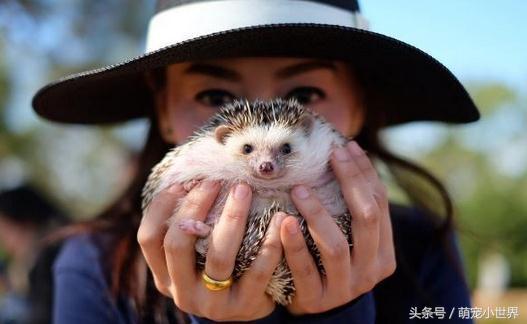奶奶也有养刺猬？超肉感刺猬胖到跟小猪一样让人笑喷：到底吃多少