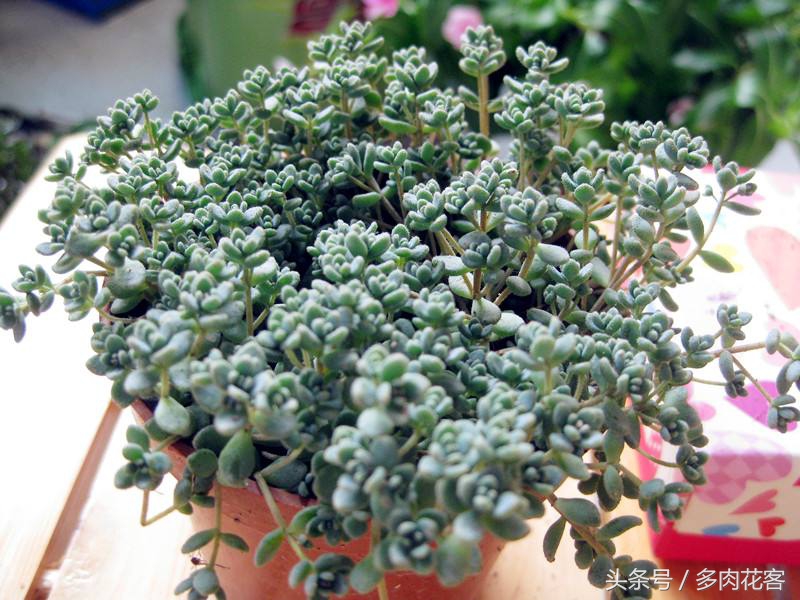 姬星美人用浅盆还是深盆,多肉植物旋叶姬星美人怎么养护