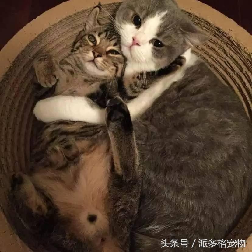 宠物肚皮上小秘密还挺多，当然手感也是一级棒！