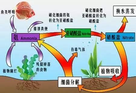叶面肥的10大优点,什么是真正的叶面肥