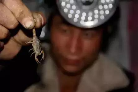 农村十分常见动物,雷州最稀有的动物