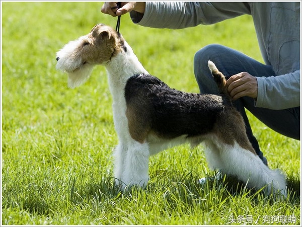 哈士奇狗狗品种及价格图片大全,有哪些小泰迪狗狗品种好
